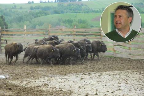'Zimbri' de Bihor: prima crescătorie de bizoni din România (FOTO)